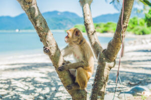 Monkey Island Nha Trang Day Tour