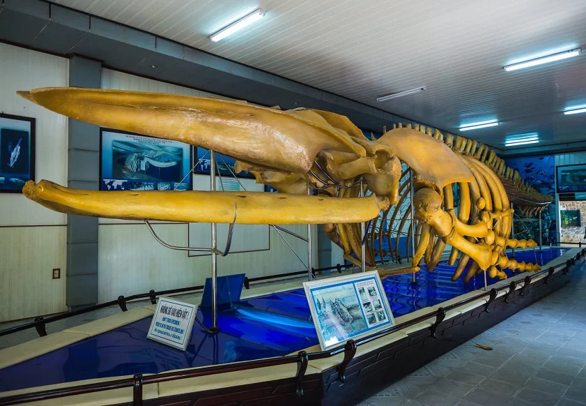 One of the best things to do when coming to Nha Trang is to learn about the ocean world at this museum (Source: Summary)