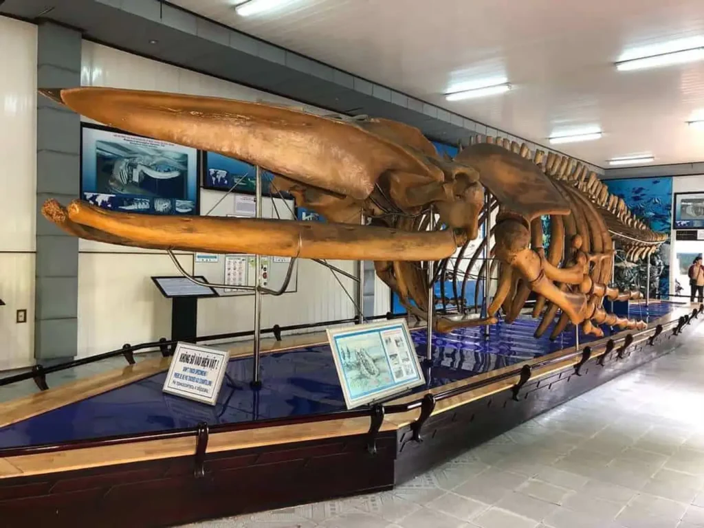 Bộ xương cá voi khổng lồ tại Viện hải dương học Nha Trang