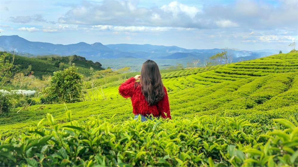 Cau Dat Tea Hill